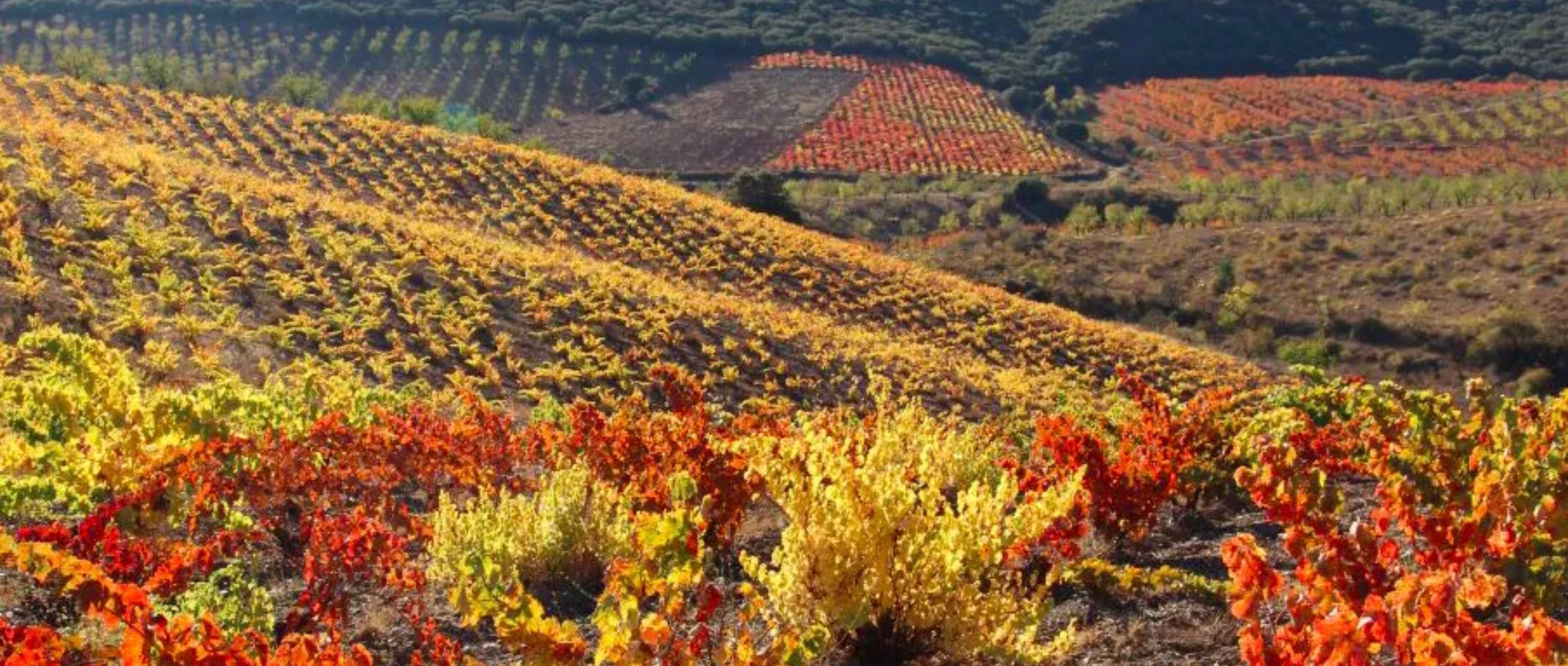 ¿Qué significa Terroir?