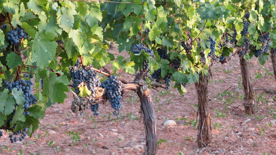 Se adelanta la vendimia 2022