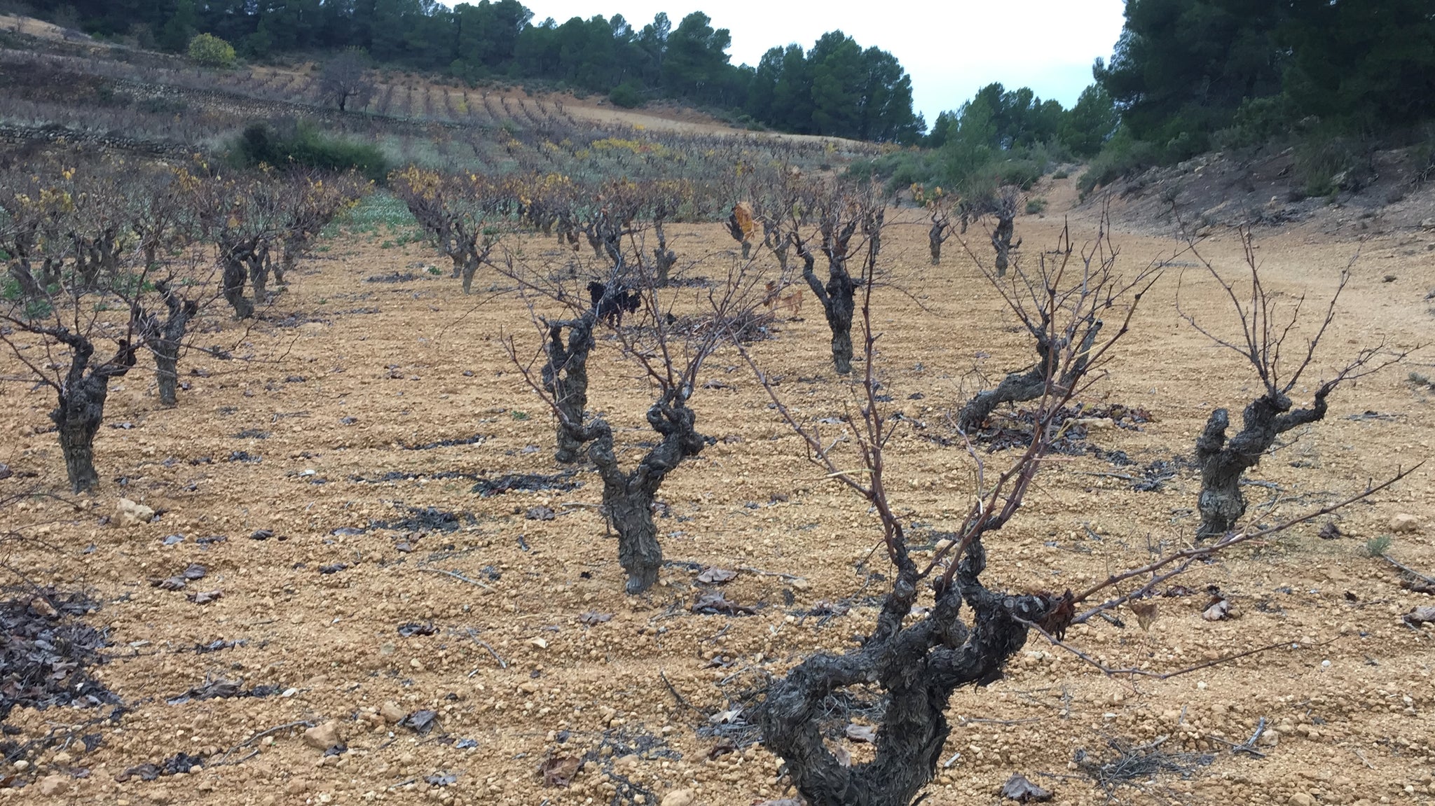 Ya estamos podando el viñedo