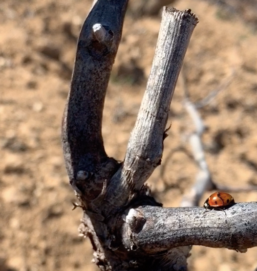 Cuidar de la naturaleza desde el viñedo