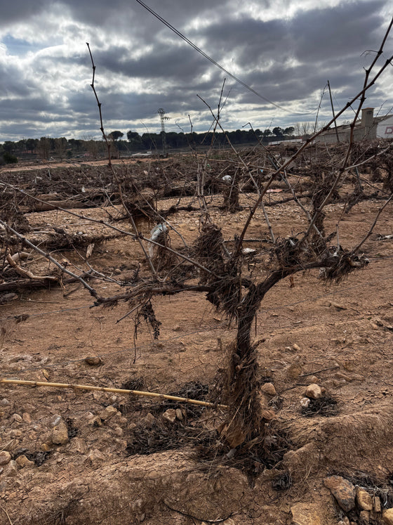 El impacto de la DANA en la viticultura de la Comunidad Valenciana