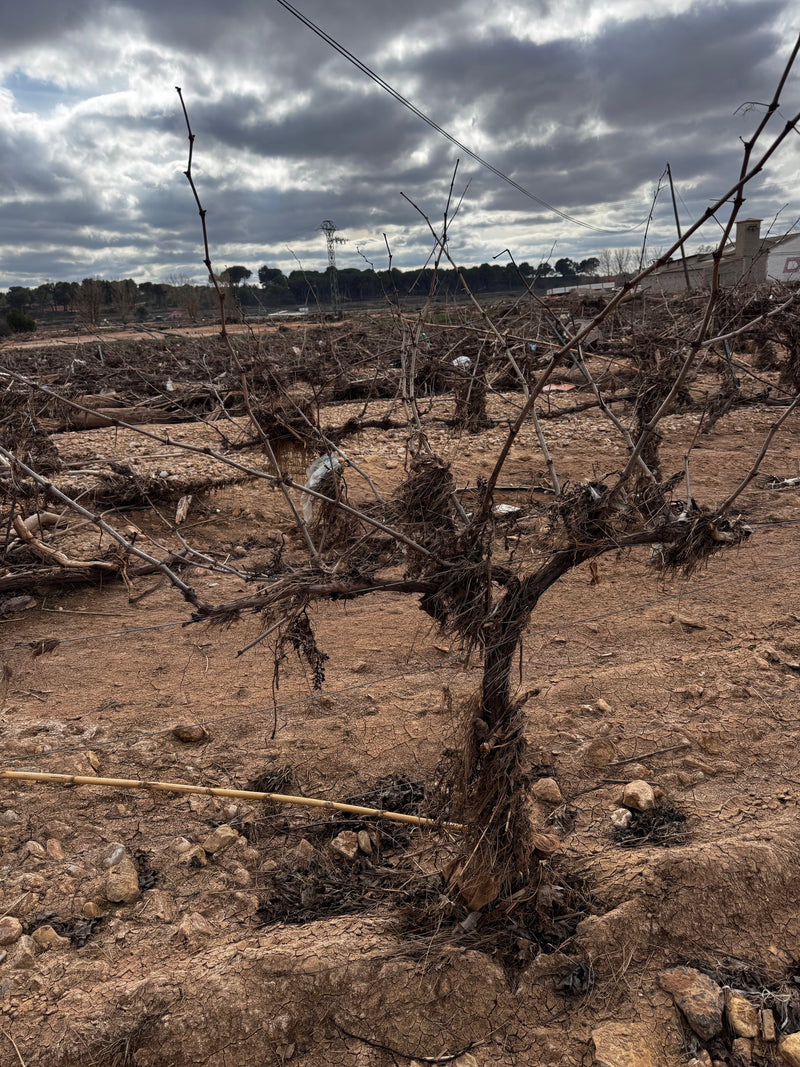 El impacto de la DANA en la viticultura de la Comunidad Valenciana