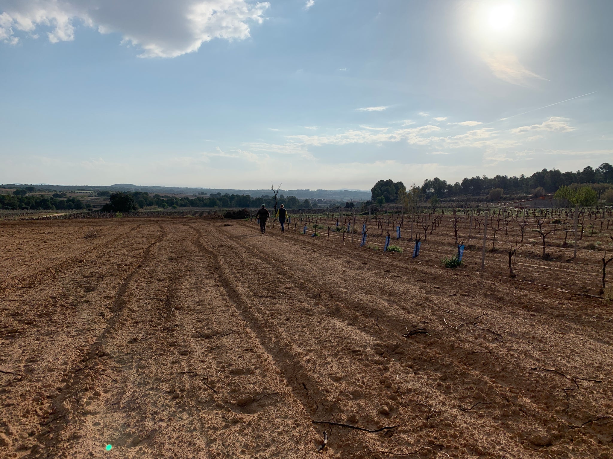 El tiempo entre viñedos