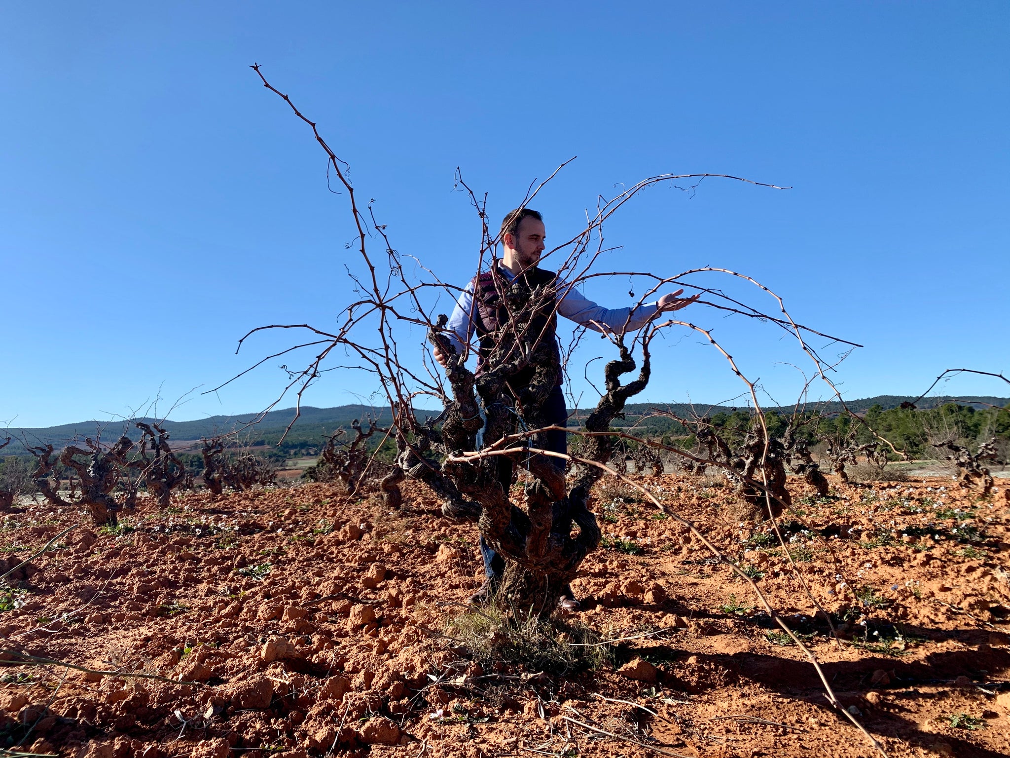 Por qué las viñas viejas son mejores que las jóvenes