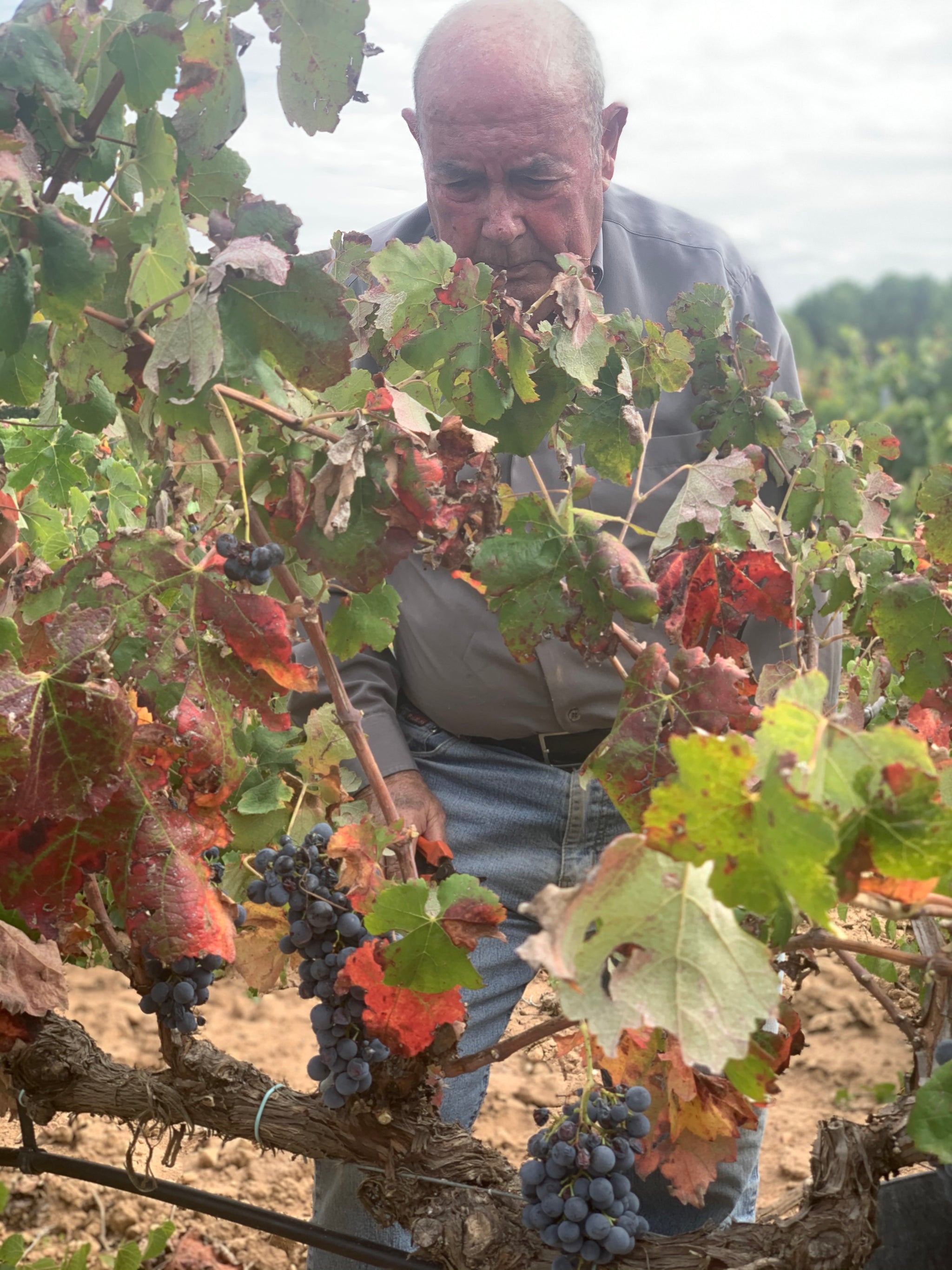 Fallece D. José Haya Martínez, fundador de Bodegas Haya